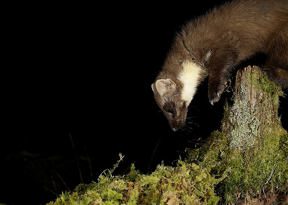 Pine Marten Martes martes