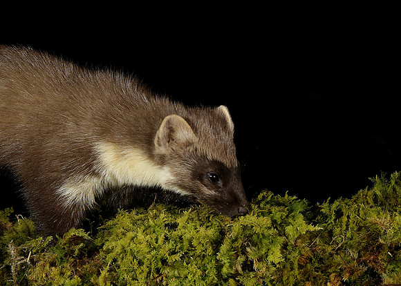 Pine Marten Martes martes