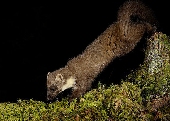 Pine Marten Martes martes
