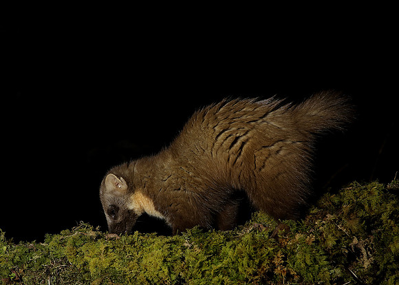 Pine Marten Martes martes