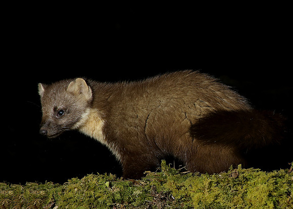 Pine Marten Martes martes