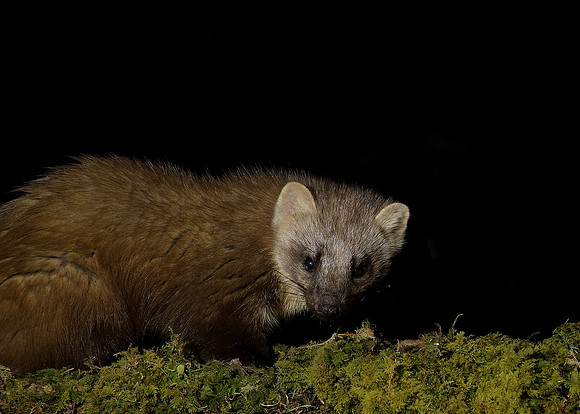 Pine Marten Martes martes