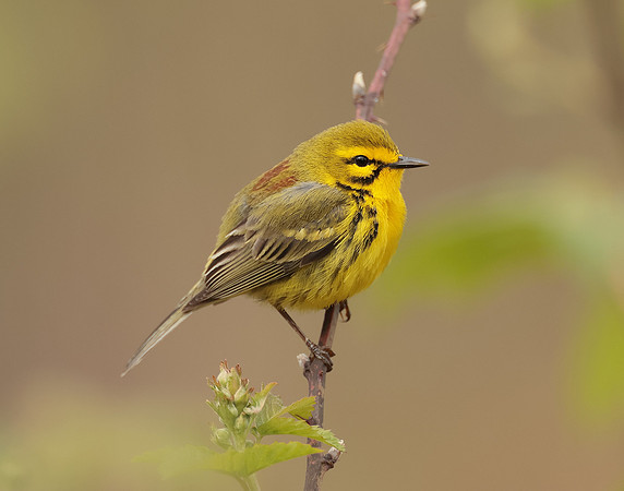 Prairie Warbler Setophaga discolor
