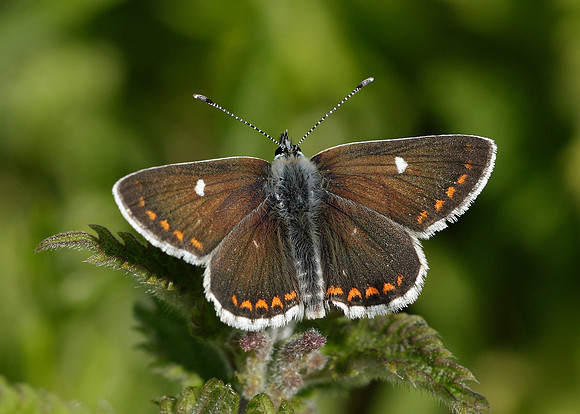 Northern Brown Argus Aricia artaxerxes artaxerxes