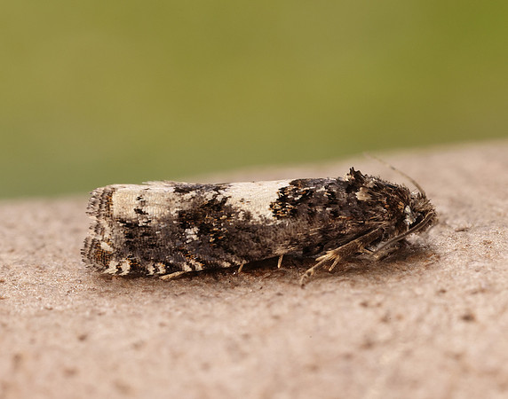 49.285 BF1184 Epiblema scutulana