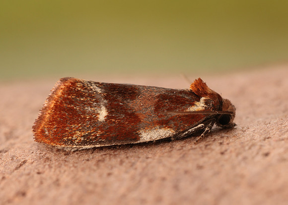 49.090 BF1015 Eulia ministrana