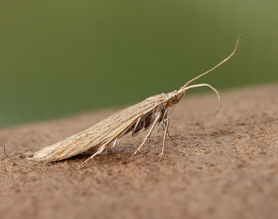 37.104 BF567 Coleophora adspersella