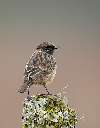 Stonechat  Saxicola rubicola