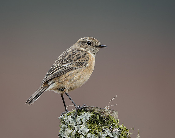 Stonechat  Saxicola rubicola