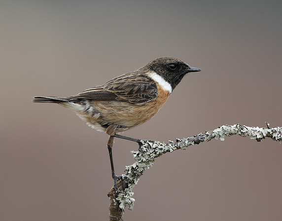 Stonechat  Saxicola rubicola
