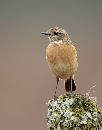 Stonechat  Saxicola rubicola