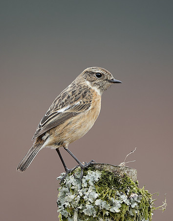 Stonechat  Saxicola rubicola