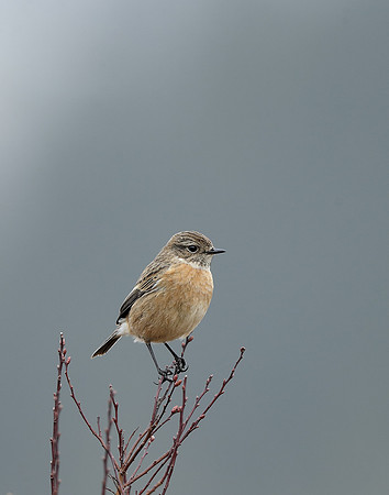 Stonechat  Saxicola rubicola