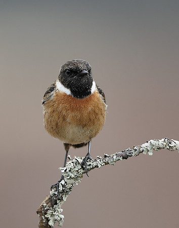 Stonechat  Saxicola rubicola