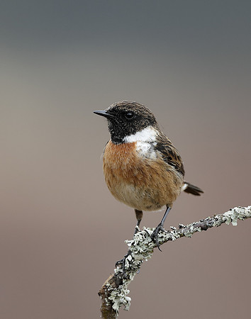 Stonechat  Saxicola rubicola