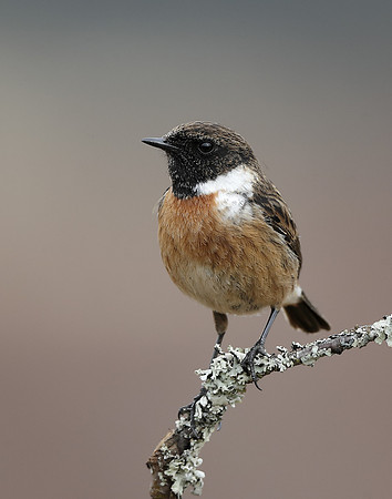Stonechat  Saxicola rubicola
