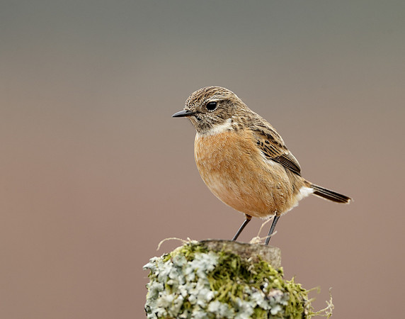 Stonechat  Saxicola rubicola