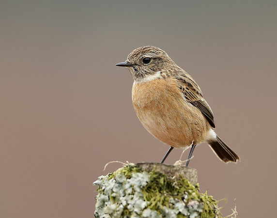 Stonechat  Saxicola rubicola