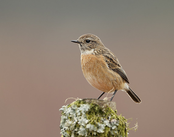 Stonechat  Saxicola rubicola