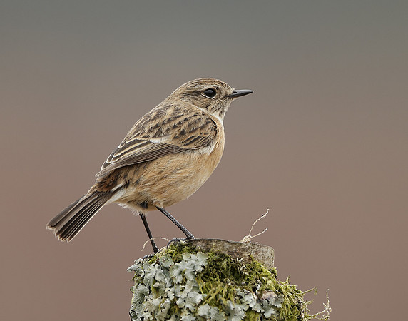 Stonechat  Saxicola rubicola
