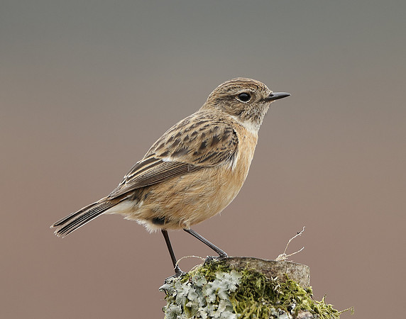 Stonechat  Saxicola rubicola