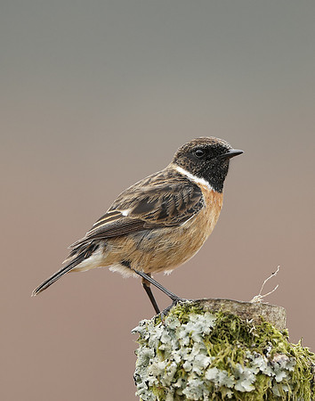 Stonechat  Saxicola rubicola