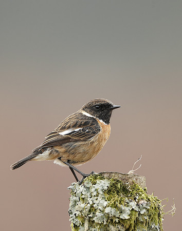 Stonechat  Saxicola rubicola