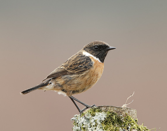 Stonechat  Saxicola rubicola