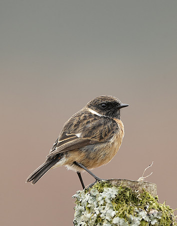 Stonechat  Saxicola rubicola