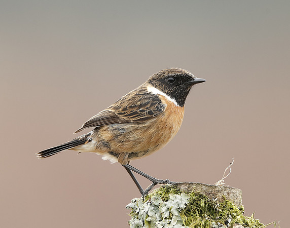 Stonechat  Saxicola rubicola