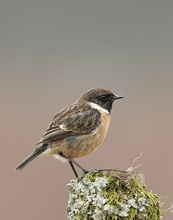 Stonechat  Saxicola rubicola
