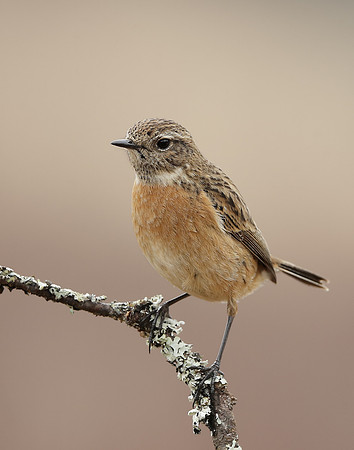 Stonechat  Saxicola rubicola