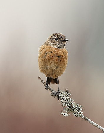 Stonechat  Saxicola rubicola