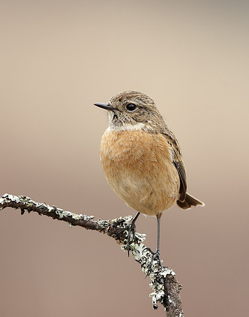 Stonechat  Saxicola rubicola