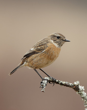 Stonechat  Saxicola rubicola