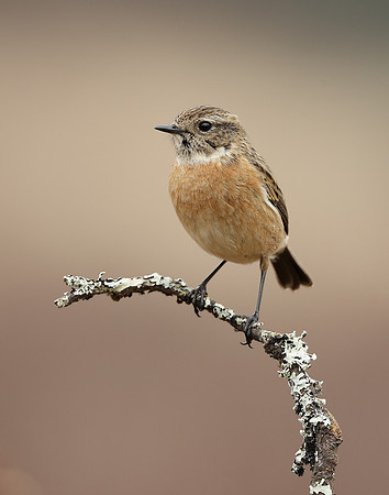 Stonechat  Saxicola rubicola