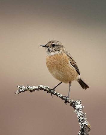 Stonechat  Saxicola rubicola