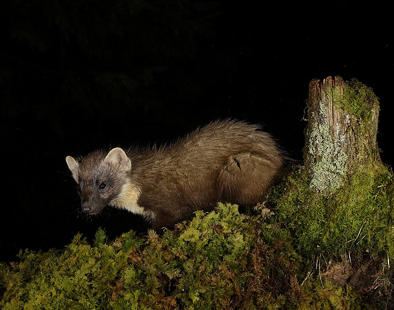 Pine Marten Martes martes