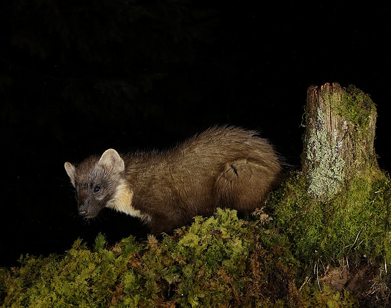 Pine Marten Martes martes