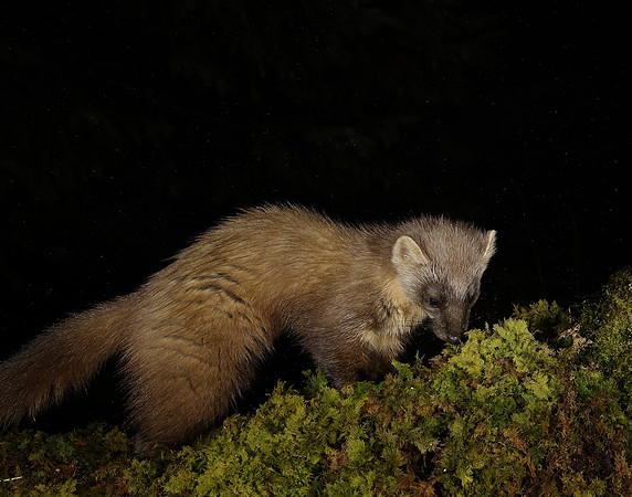 Pine Marten Martes martes