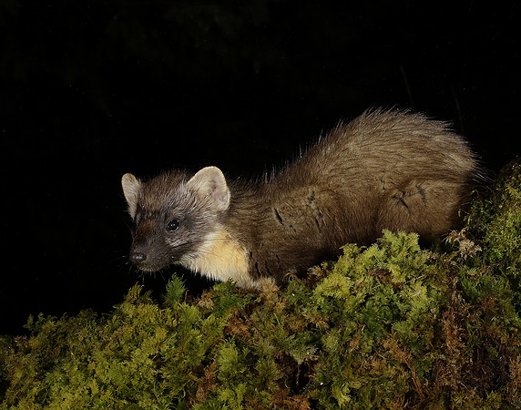 Pine Marten Martes martes