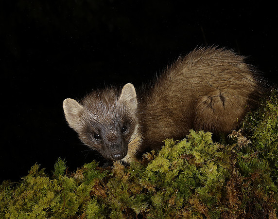 Pine Marten Martes martes