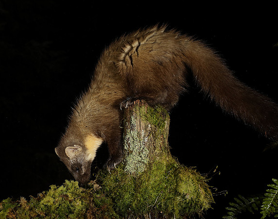 Pine Marten Martes martes