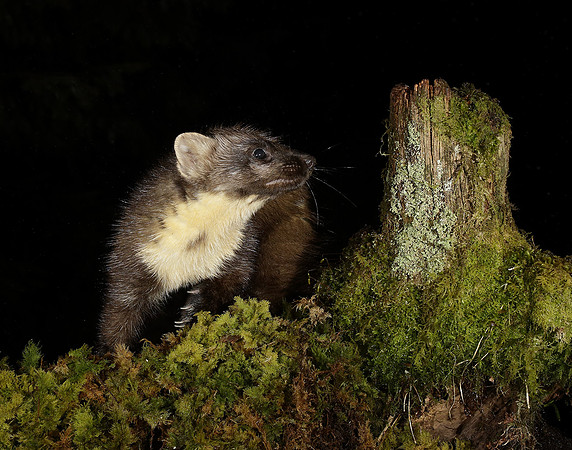 Pine Marten Martes martes