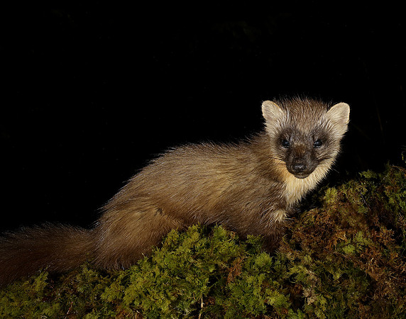Pine Marten Martes martes