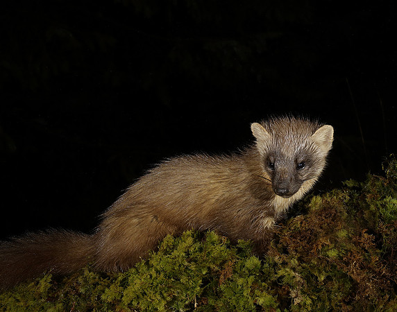 Pine Marten Martes martes