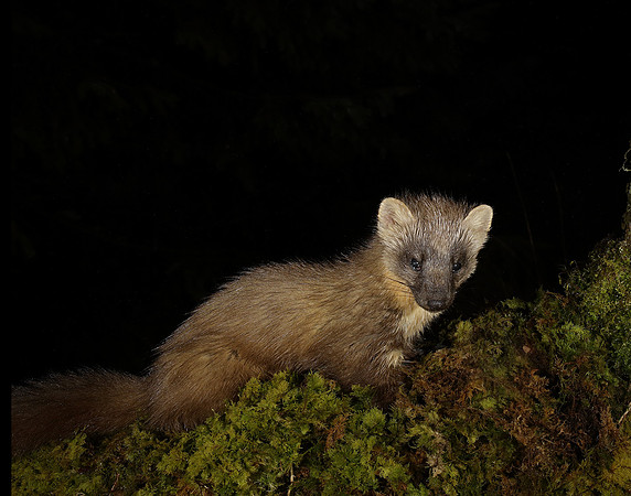 Pine Marten Martes martes
