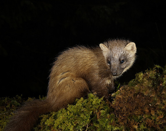 Pine Marten Martes martes