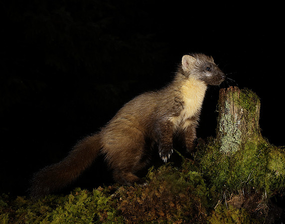 Pine Marten Martes martes