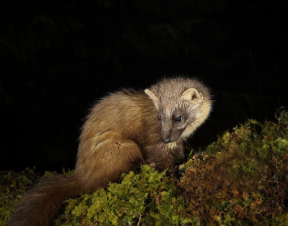 Pine Marten Martes martes